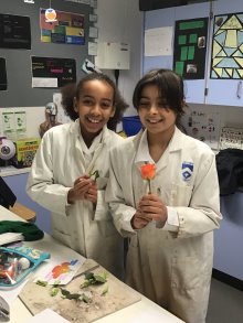 Year 5 biologists discover the wonders of the plant life cycle  
