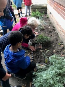 Year 3 Bulb Planting 2017 Year 3 Bulb Planting 2017