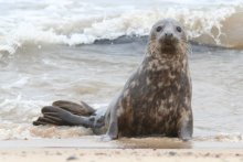 Year 5 & 6 Residential to Norfolk